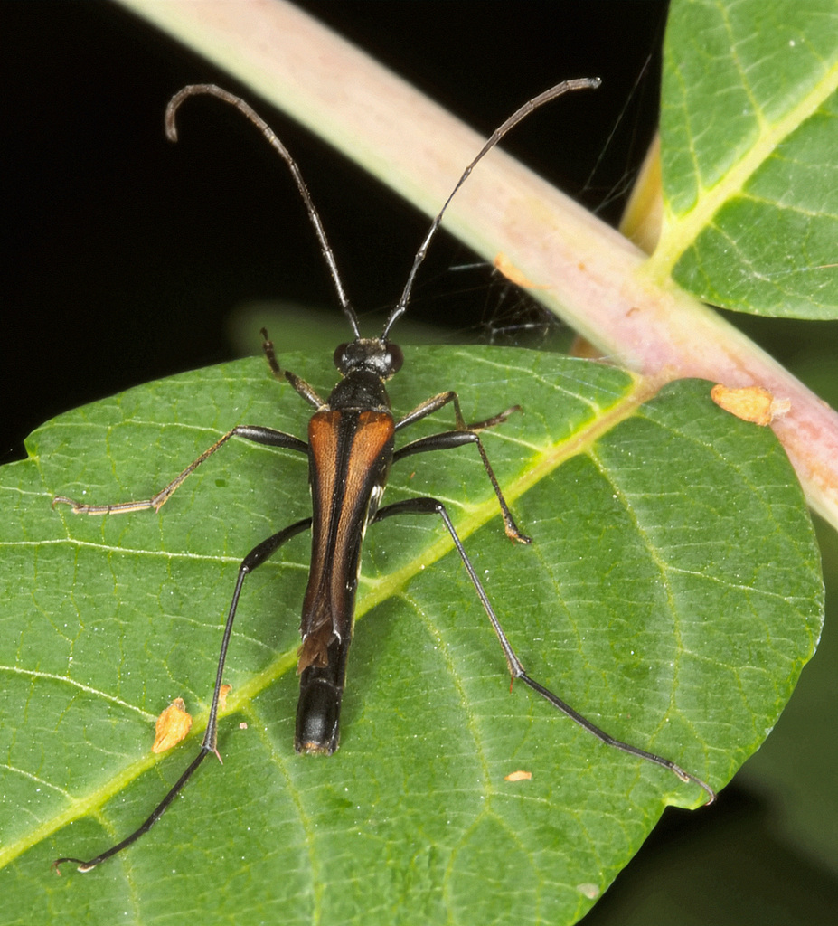 Strangalia acuminata