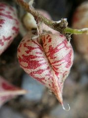 Astragalus lentiginosus semotus