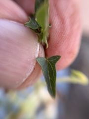 Jarilla heterophylla