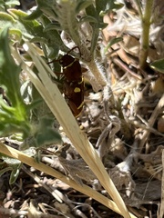 Xylotrechus insignis