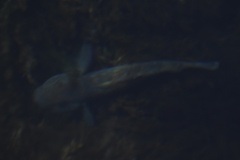 Neogobius melanostomus