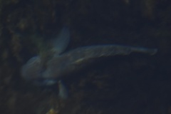 Neogobius melanostomus