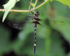 Macromia illinoiensis