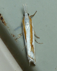 Crambus girardellus
