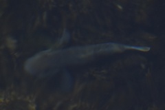 Neogobius melanostomus