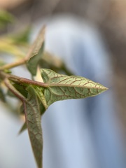 Jarilla heterophylla