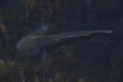 Neogobius melanostomus