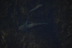 Neogobius melanostomus