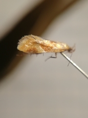 Epicallima formosella