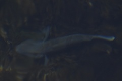 Neogobius melanostomus