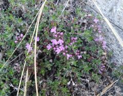 Thymus baicalensis