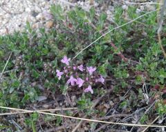 Thymus baicalensis