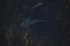 Neogobius melanostomus