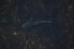 Neogobius melanostomus