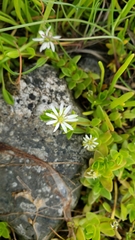 Stellaria humifusa