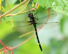 Macromia illinoiensis