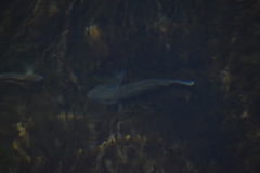 Neogobius melanostomus