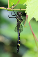 Macromia illinoiensis