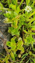Stellaria humifusa