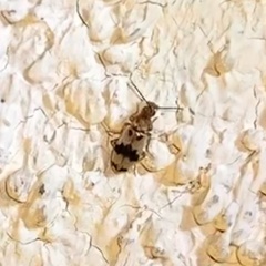 Notoxus calcaratus