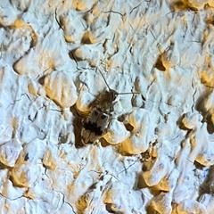 Notoxus calcaratus
