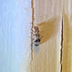 Notoxus calcaratus