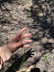 Piptatheropsis micrantha