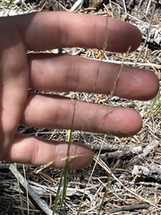 Piptatheropsis micrantha