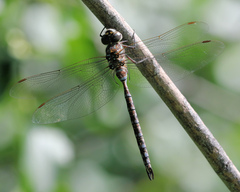 Aeshna canadensis