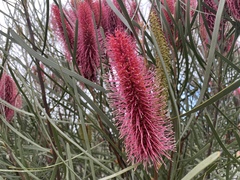 Hakea francisiana
