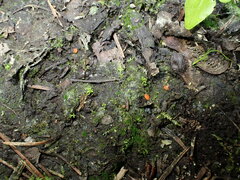 Scutellinia minor