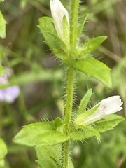 Gratiola pilosa