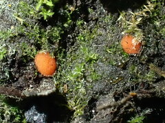 Scutellinia minor