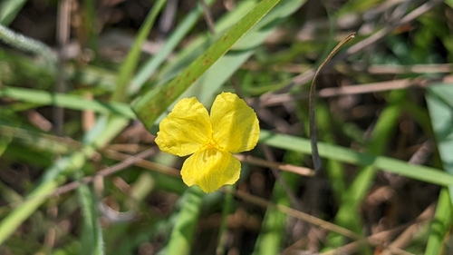 Image of Xyris baldwiniana by (c) Joseph Aubert, some rights reserved (CC BY)