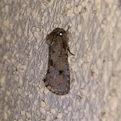 Acrolophus parvipalpus