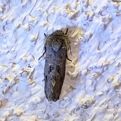 Acrolophus parvipalpus