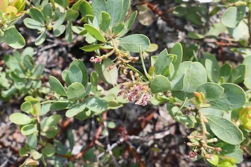 Image of Arctostaphylos klamathensis by (c) paulexcoff, some rights reserved (CC BY-SA)