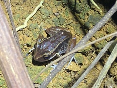 Eleutherodactylus richmondi