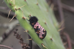 Xanthopastis moctezuma