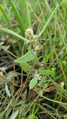 Atriplex gmelinii