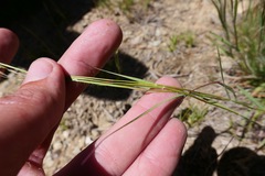 Danthonia unispicata