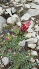Cirsium arizonicum arizonicum