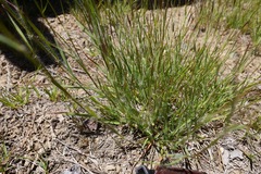 Danthonia unispicata