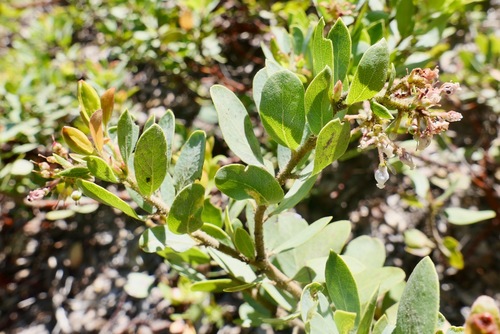 Image of Arctostaphylos klamathensis by (c) paulexcoff, some rights reserved (CC BY-SA)