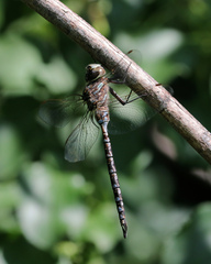 Aeshna canadensis