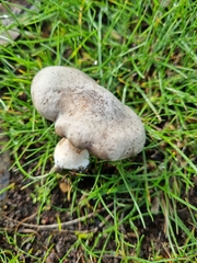 Tricholoma pardinum