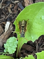 Polistes dominula