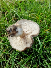 Tricholoma pardinum