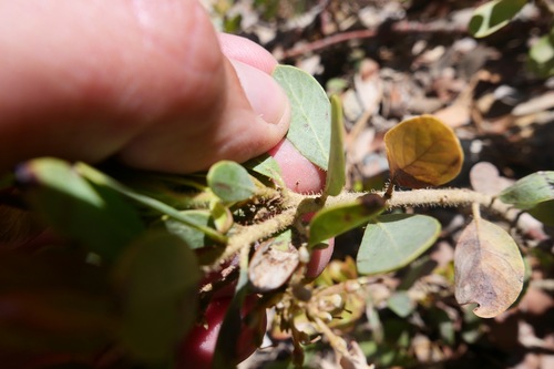 Image of Arctostaphylos klamathensis by (c) paulexcoff, some rights reserved (CC BY-SA)