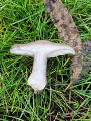 Tricholoma pardinum